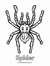 Coloring Pages Of Spider sketch template
