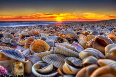 Seashells at Beach During Sunrise Hutchinson Island Florida