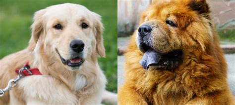 Golden Retriever Chow Mix Guide: 27 Things to Know Before Getting One – Green Garage