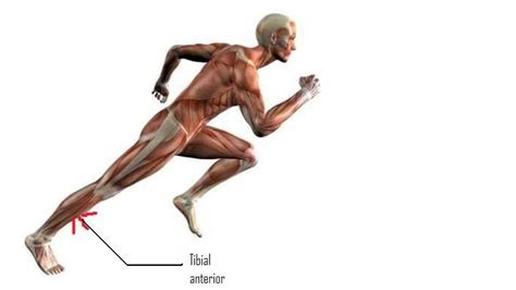 THE IMPORTANCE OF TIBIALIS ANTERIOR MUSCLE - Belfast Physio and Massage