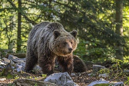 Ursus arctos - Wikispecies