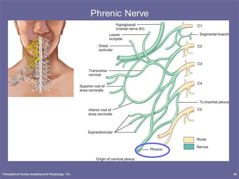 Phrenic Nerve Injury Symptoms | The Spinal Cord & Spinal Nerves Lecture Outline - ppt ...