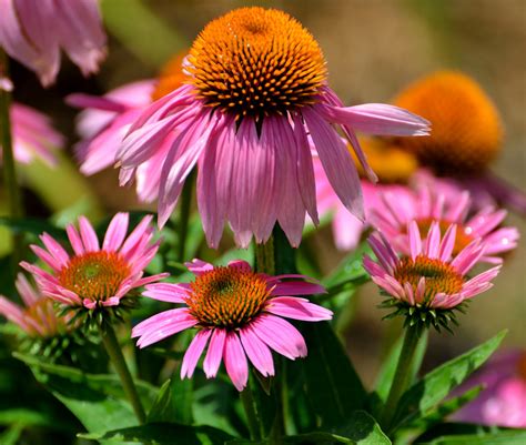 Purple Cone Flowers Free Stock Photo - Public Domain Pictures