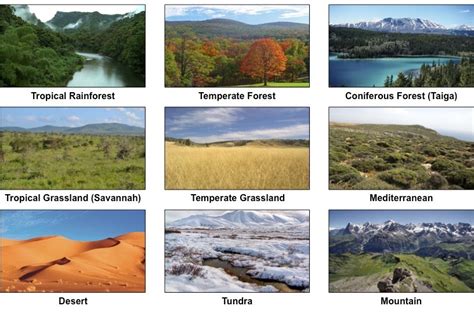 Types of Ecosystems | BioNinja