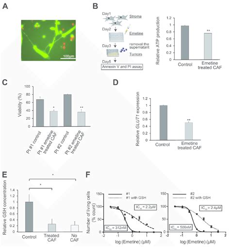 The mechanism of action of emetine on CAF. A. Fluorescent microscopic ...