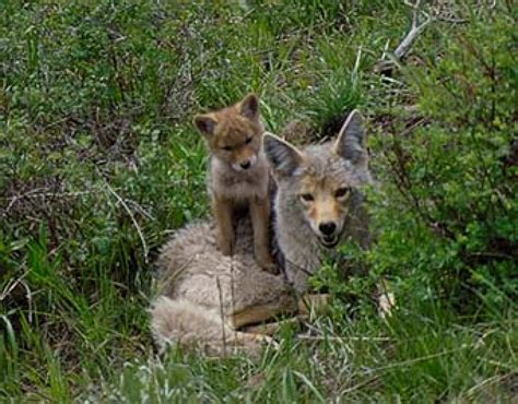 Tips for Successful Hunting Coyotes - Coyote Hunting