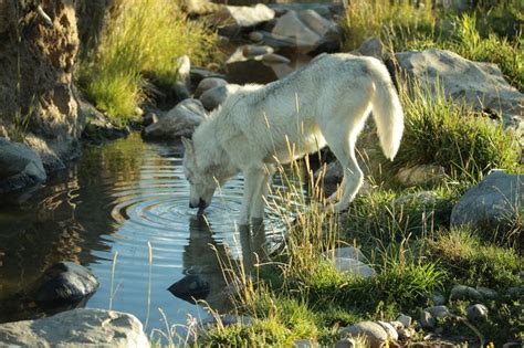 17 Best images about Wildlife around Big Sky on Pinterest | Interesting facts, Mule deer and ...