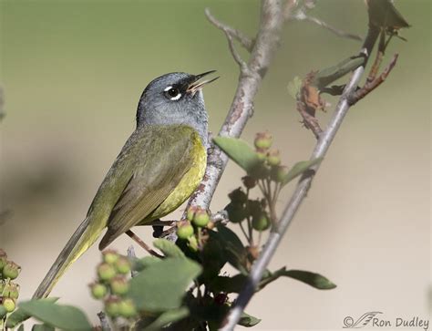 Nashville Warbler Versus MacGillivray’s Warbler – Feathered Photography