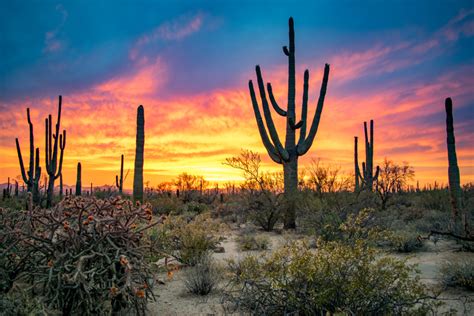 Saguaro National Park oferece experiências únicas no Arizona | Qual Viagem