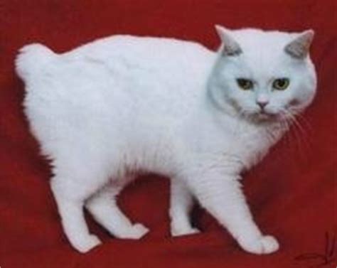 Manx Cat Pictures - Rare Tailless Cats