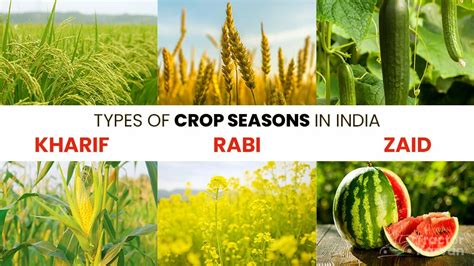 Crop Seasons - Types of Crop Season in India