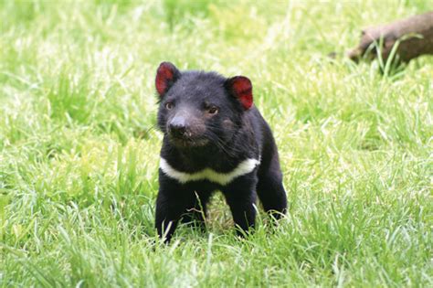 Tasmanian Devil Conservation Park | Australian Traveller