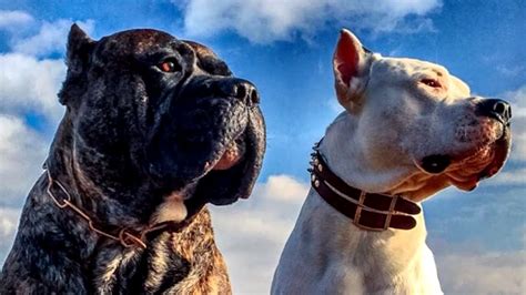 DOGO ARGENTINO vs PRESA CANARIO | ¿Quién Ganaría? | EPIC VERSUS 🐶🆚🐕 ...