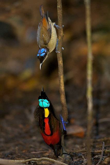 352 best images about Bird Sanctuary on Pinterest | Bluebirds, Peacocks and Pigeon