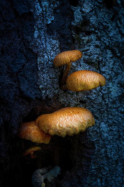 Forest Fungi Photograph by Mark Andrew Thomas | Pixels