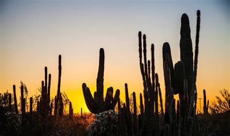 Walking Arizona: Cactus at Sunset