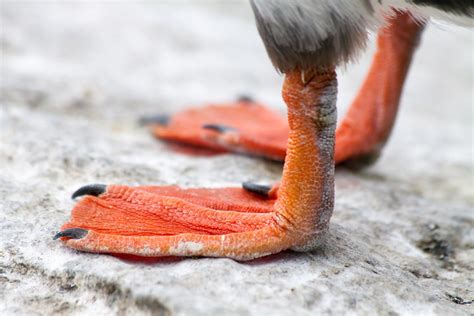 Puffin Feet | Flickr - Photo Sharing!