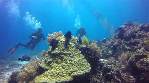 Diving Balicasag Panglao with Reef Seekers Dive Center - YouTube