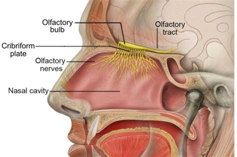 olfactory nerve : anatomy , origin , course & branches