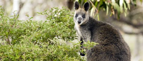 Grampians - An Ecological Treasure Chest | Travelmyne.com