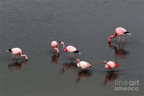 Flamingos feeding in the high Andes Photograph by James Brunker | Fine Art America