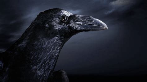 Download Raven Wallpaper