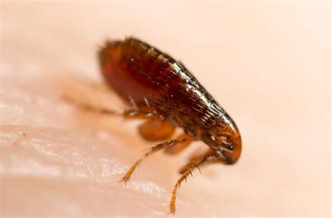 21 Signs of Fleas in Bed (How to Get Rid of Them?)