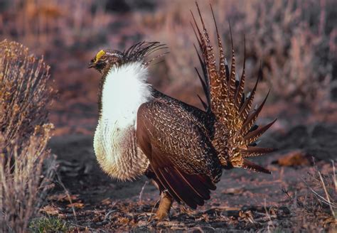 Greater Sage-Grouse Project - East Cascades Audubon Society