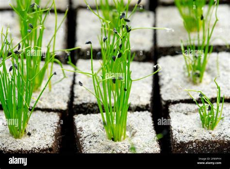 Close up of chives seedlings Stock Photo - Alamy