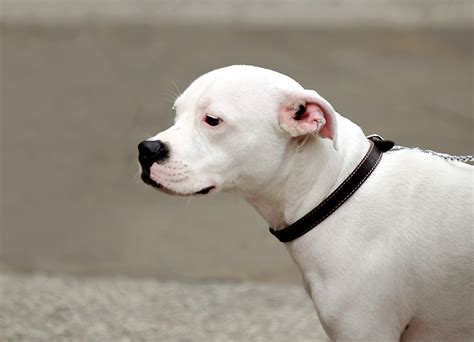 Sad Sad Dog | Valters Krontals | Flickr