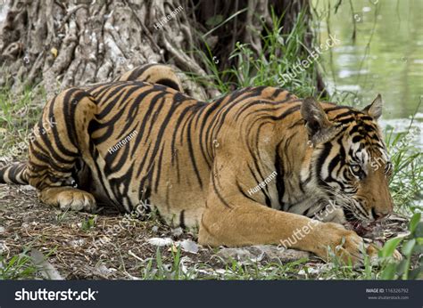 Bengal Tiger Enjoy Eating. Stock Photo 116326792 : Shutterstock