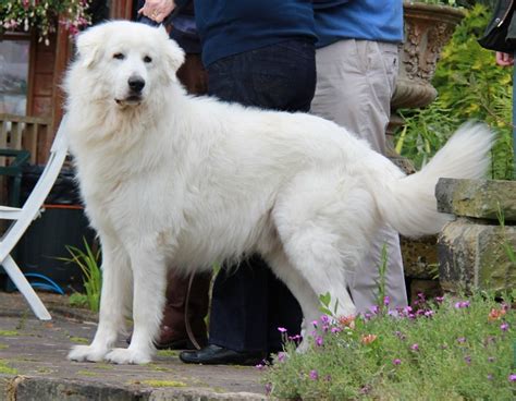 Maremma Sheepdog Info, Temperament, Training, Puppies, Pictures