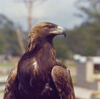 Southern Miss Golden Eagles live golden eagle mascot, Nugget I. Served ...