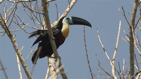 Channel-billed Toucan Ramphastos vitellinus Arena Forest Reserve Trinidad | John Caddick