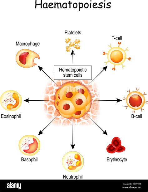 Haematopoiesis is the formation of blood cells. All cellular blood components are derived from ...