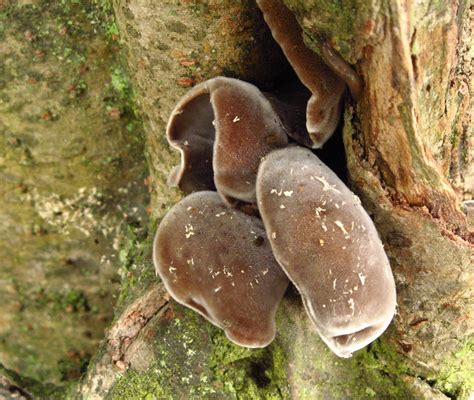 Аурикулария гъсто окосмена (Auricularia polytricha) снимка и описание ...