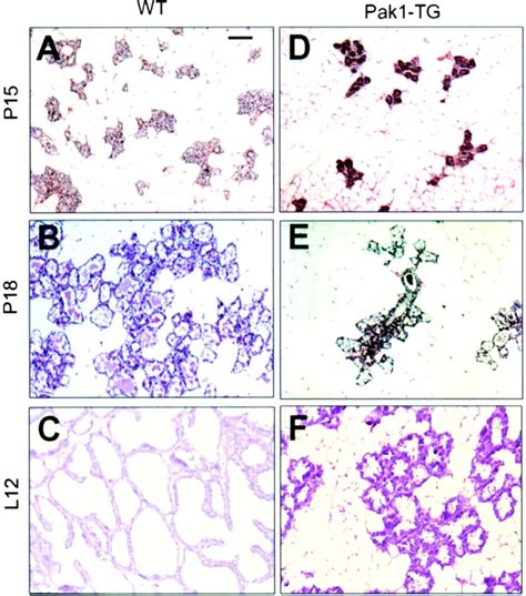 H-E staining showing the fine histology of the same stages depicted in ...