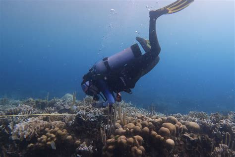 Increased Sea Temperatures Cause Coral Bleaching on Colombia's Coast, as Discovered in 2023 ...