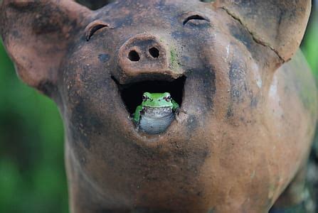 Royalty-Free photo: Green frog figurine doing yoga | PickPik