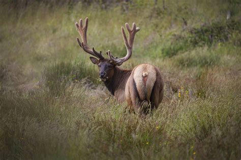 Another sighting of Roosevelt Elk – this time four of them! – Mendonoma ...