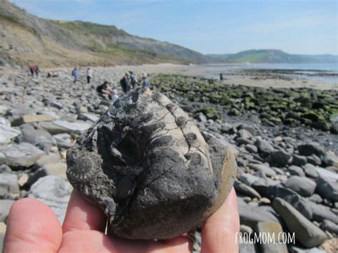 Fossil Hunting with Kids | Discovering the Jurassic Coast in England