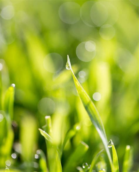 Dew drops on green grass stock image. Image of fresh - 101626065