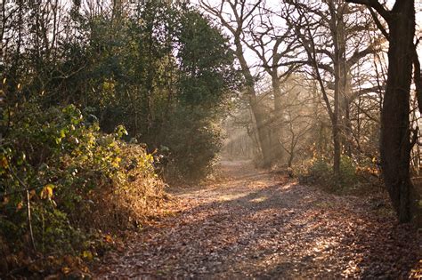 Forest Path Sunrise - Free photo on Pixabay - Pixabay