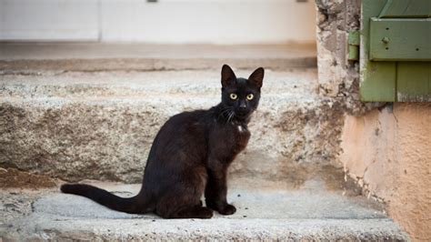 7 Awesome Black Cat Breeds You’ll Want to Take Home | Purina