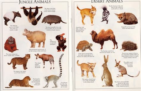 Animal Ultimate Sticker Book | DK Book | In-Stock - Buy Now | at Mighty Ape NZ