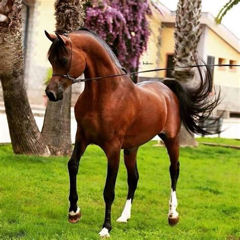 Superb Arabian Horses - YouTube