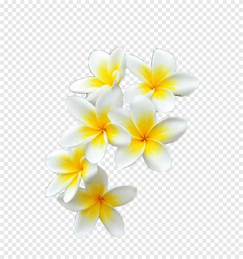 Spring 1 YEAR ON DA, several white-and-yellow flowers, png | PNGEgg