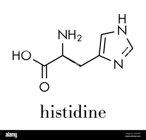 Histidine (l-histidine, his, H) amino acid molecule. Skeletal formula ...