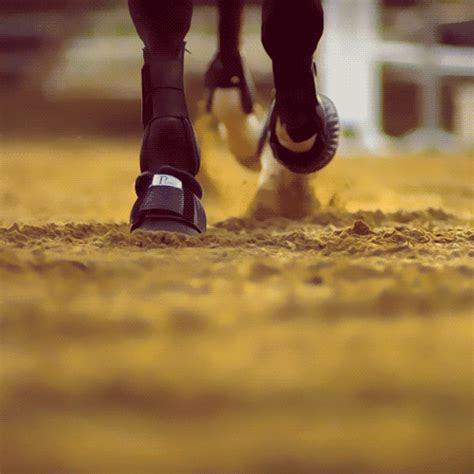 Equestrian Sports, Horse Equestrian, Equestrian Style, All The Pretty Horses, Beautiful Horses ...