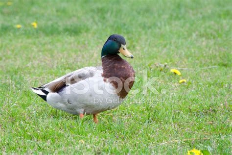 Mallard Drake Stock Photo | Royalty-Free | FreeImages